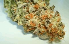 BLUE LIME PIE 4 SIN CITY SEEDS