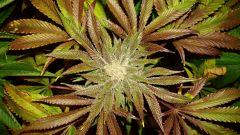 Nightmare Cookies 5f Sin City Seeds Rinçage