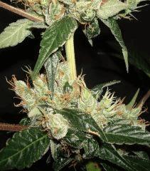 AGENT ORANGE 2 X MULANJE GOLD 3 F