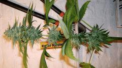 BLUE LIME PIE 3 B