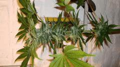 NIGHTMARE COOKIES 5 A