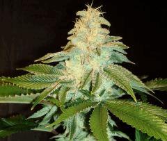 Blue Lime Pie Sin City Seeds 4 A