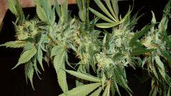 Agent Orange 1 Mulanje Gold 3 B
