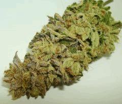 BLUE LIME PIE 1 SIN CITY SEEDS