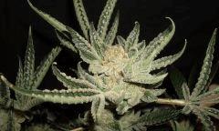 STARBUD B