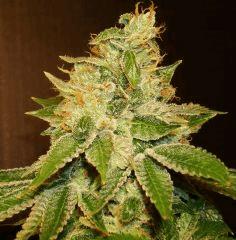 Agent Orange X Og Kush 2 Rinçage