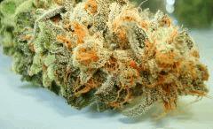 BLUE LIME PIE 4b SIN CITY SEEDS