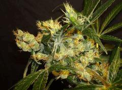 AGENT ORANGE 2 X MULANJE GOLD 3 W