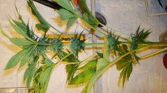 Nightmare Cookies 3 Sin City Seeds