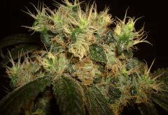 LARRY OG 8 C