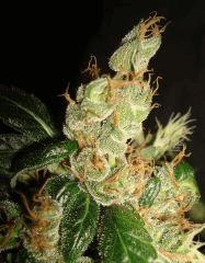 AGENT ORANGE 2 X MULANJE GOLD 3 T