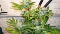 ACE OF SPADES 3 B