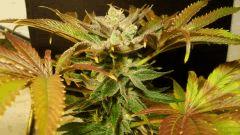 Nightmare Cookies 5c Sin City Seeds Rinçage
