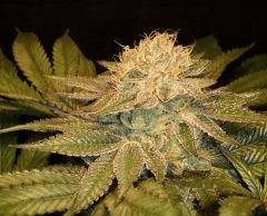 Nightmare Cookies 3 Sin City Seeds C