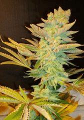 Blue Lime Pie 2c Sin City Seeds Rinçage