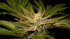 Nightmare Cookies 5 Sin City Seeds D