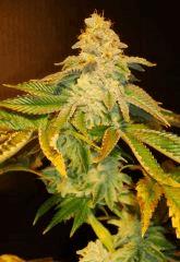Blue Lime Pie 4f Sin City Seeds Rinçage