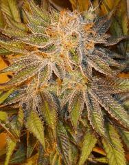 Nightmare Cookies 3e Sin City Seeds Rinçage