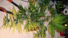 AGENT ORANGE 1 X MULANJE GOLD 3 B
