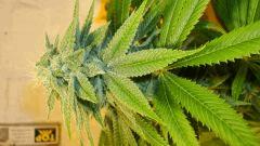 Blue Lime Pie 3 Sin City Seeds
