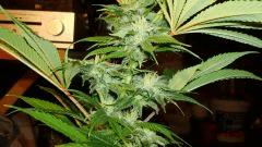 AGENT ORANGE 1 X MULANJE GOLD 3 A