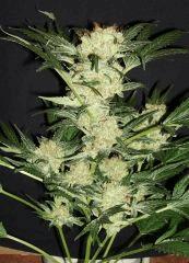 BLUE OG