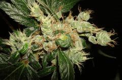 AGENT ORANGE 2 X MULANJE GOLD 3 P