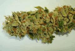 STRAWBERRY BANANA 1b RESERVA PRIVADA