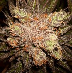 Nightmare Cookies 1j Sin City Seeds Rinçage.JPG