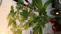 STRAWBERRY BANANA 1 A