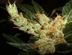 AGENT ORANGE 2 X MULANJE GOLD 3 L