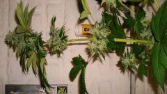 BLUE LIME PIE 1 E