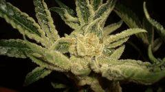STARBUD F