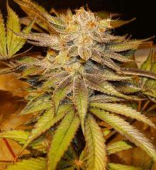 Nightmare Cookies 3a Sin City Seeds Rinçage