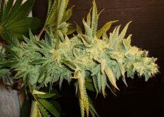 Blue Lime Pie Sin City Seeds 2 C