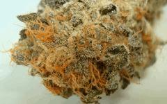 NIGHTMARE COOKIES 3c SIN CITY SEEDS