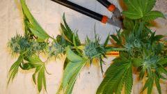 SO2 Scott's Og 2 b Rare Dankness SeedsB