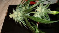 Scott's Og 3 Rare Dankness Seeds A