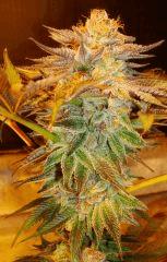 Nightmare Cookies 3c Sin City Seeds Rinçage