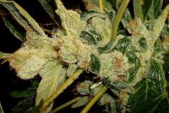 AGENT ORANGE 2 X OG KUSH 1 E