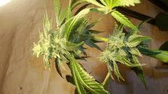 Scott's Og 3 b Rare Dankness Seeds