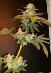 Blue Lime Pie 1d Sin City Seeds Rinçage