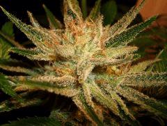 Ace Of Spades 3 TGA E