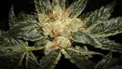 AGENT ORANGE 2 X OG KUSH 2 J