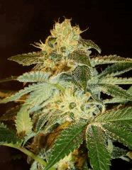Strawberry Banana 1 Reserva Privada B