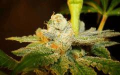Scott's Og 3b Rare Dankness Seeds Rinçage