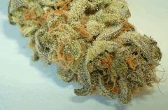 NIGHTMARE COOKIES 4 SIN CITY SEEDS