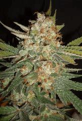 Grape Og 5