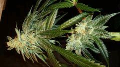 Scott's Og 3 Rare Dankness Seeds B