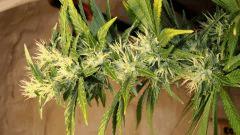 AGENT ORANGE 2 X MULANJE GOLD 3 A